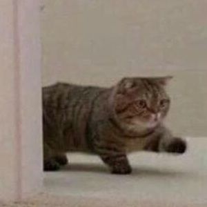 Meet your Posher, Lil